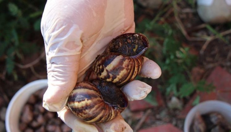 Caracoles africanos. 
