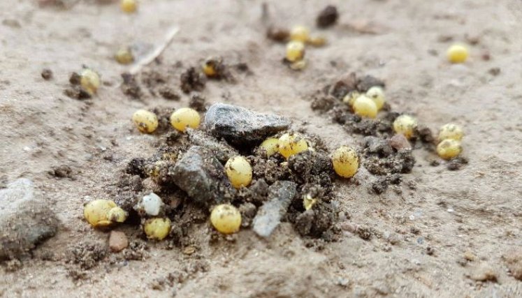 Huevos del caracol africano. / Foto: Cortesía / La Opinión 