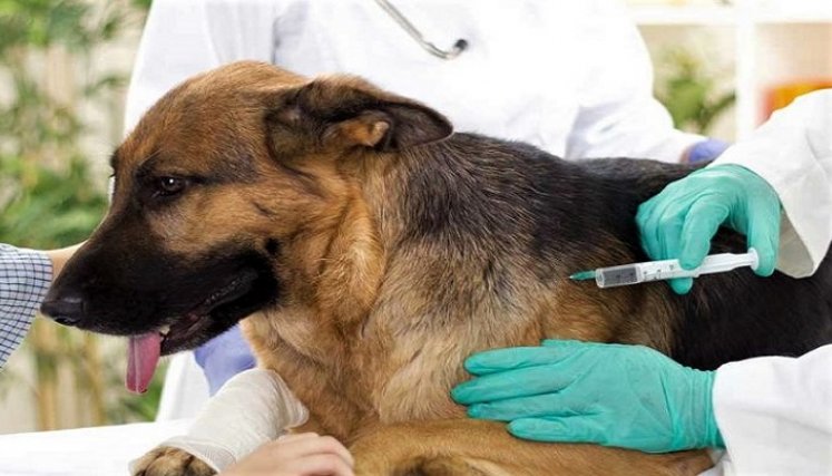 Esperan vacunar 100 animales cada día 