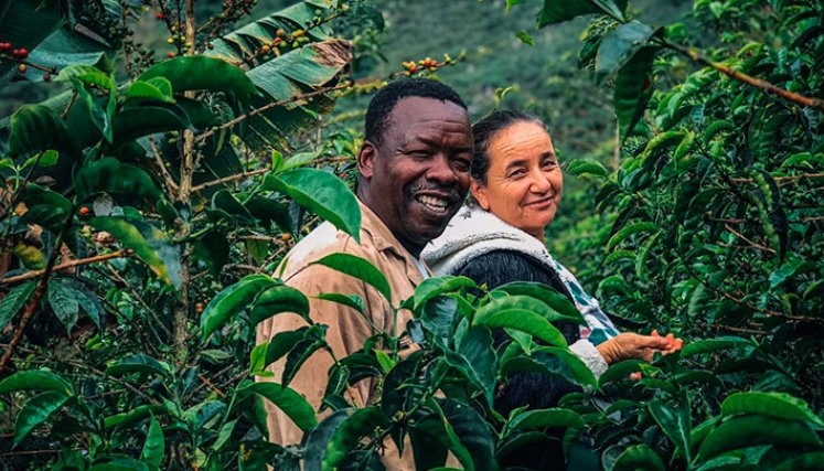 El café que cultiva Domingo Torres Angulo, en Ragonvalia, se consume en  China, Corea del Sur y Taiwán. Foto Cortesía /La Opinión
