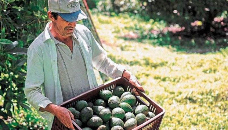  El sector agricultura y ganadería decreció -4,2%. / Foto Colprensa