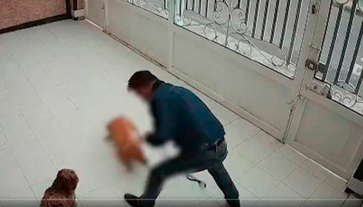 Maltrato animal en Bogotá.