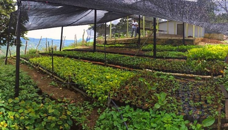 El Instituto Colombiano Agropecuario, ICA, entrega el registro para la producción de material forestal al vivero El Edén del corregimiento de Buenavista, comprensión rural del municipio de Ocaña.