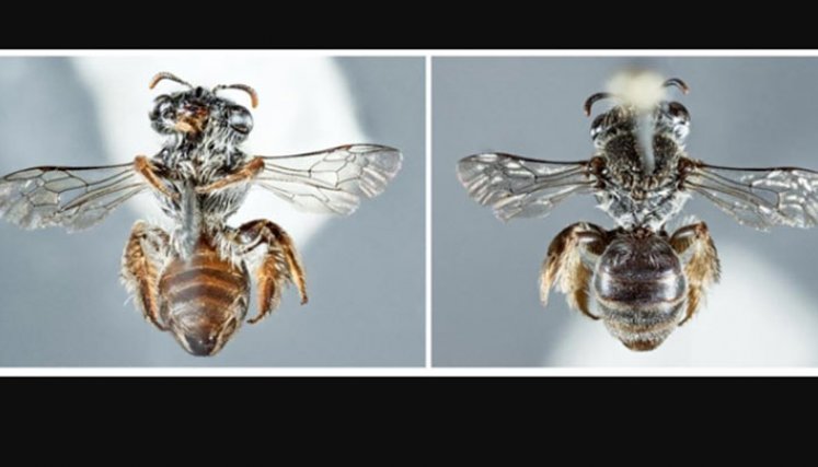 Descubierta una nueva especie de abeja con hocico de perro./Foto: Colprensa