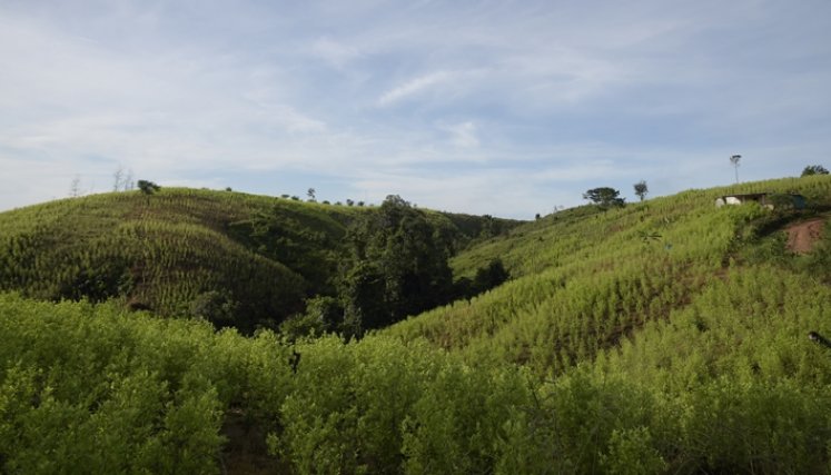 Tibú es el municipio que tiene más hectáreas cultivadas con coca, en Colombia.