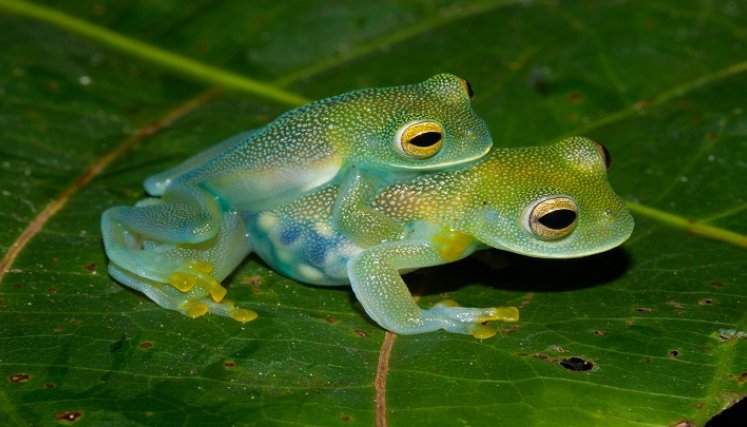 Ranas de cristal. / Foto: Internet