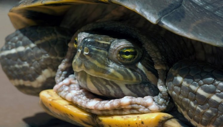 Tortugas: Foto: Internet