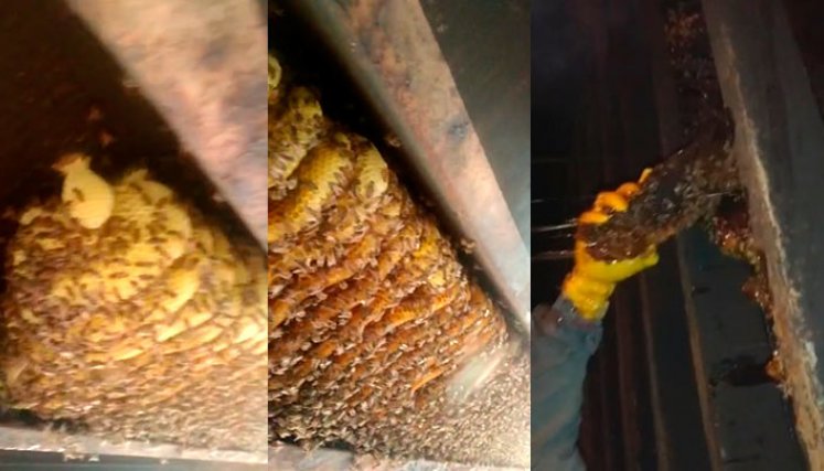 ABEJAS