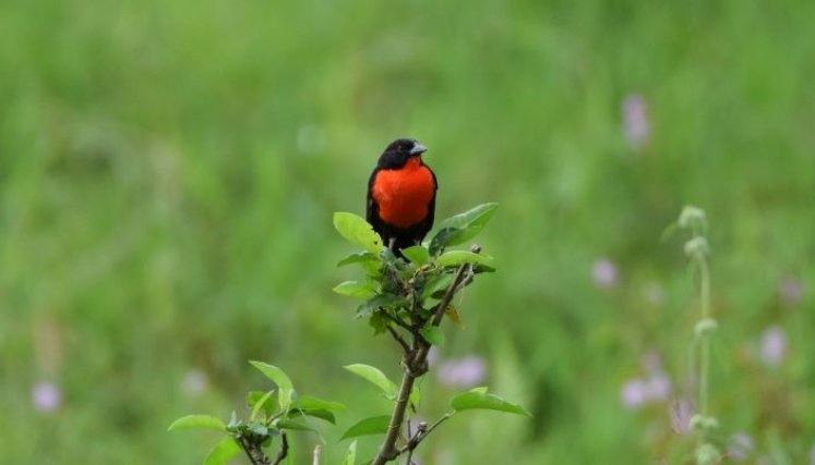 En la exposición fotográfica se pudieron apreciar fotos de colibríes, garzas y águilas./ Foto: Cortesía / La Opinión 