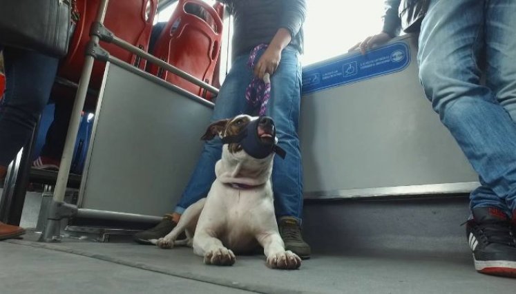 Deben ser transportados en condiciones de salubridad, seguridad, comodidad y tranquilidad. / Foto: Cortesía 