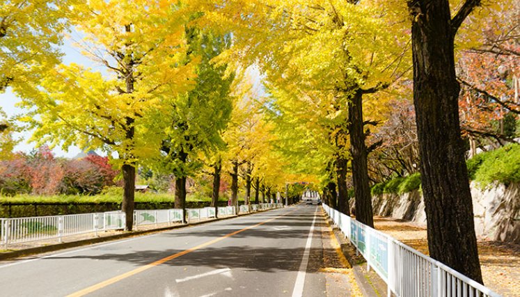 Una ciudad con una infraestructura verde bien planificada y bien administrada se vuelve más sostenible
