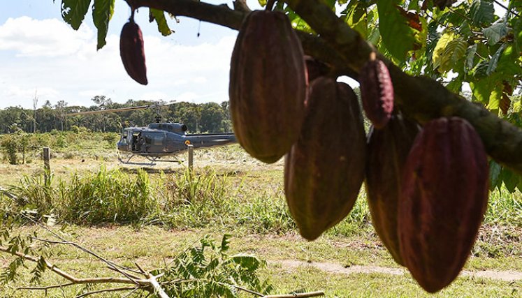 cacao