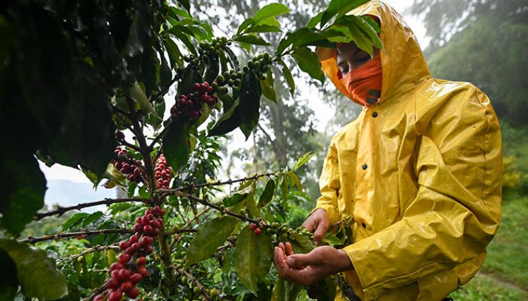 Por las lluvias, la producción de café en los últimos 12 meses rozó los 11,5 millones de sacos, segùn la FNC. / Foto Archivo