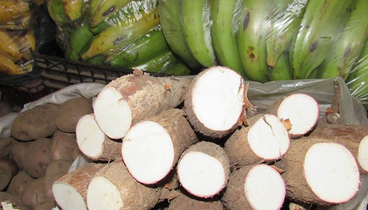 La yuca se disparó 107% en su precio. / Foto: Archivo