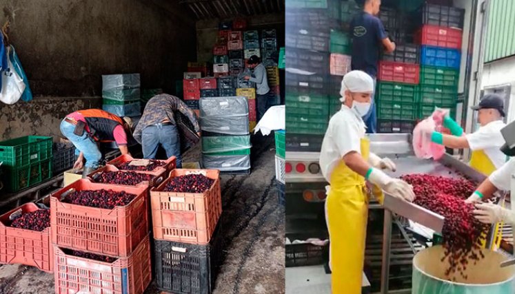 Lo cultivadores de mora de Ragonvalia le vendieron sus cultivos a Nutrium, de la organización empresarial Ardila Lülle. / Foto Cortesía
