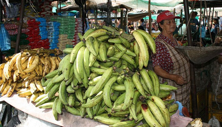 El plátano registró un aumento en el precio de 13,78%./ Foto Archivo