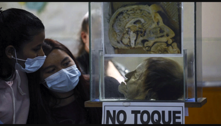 humanos