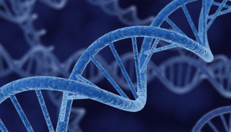 La genética describe 10.000 años de evolución de inmunidad humana./Foto: internet