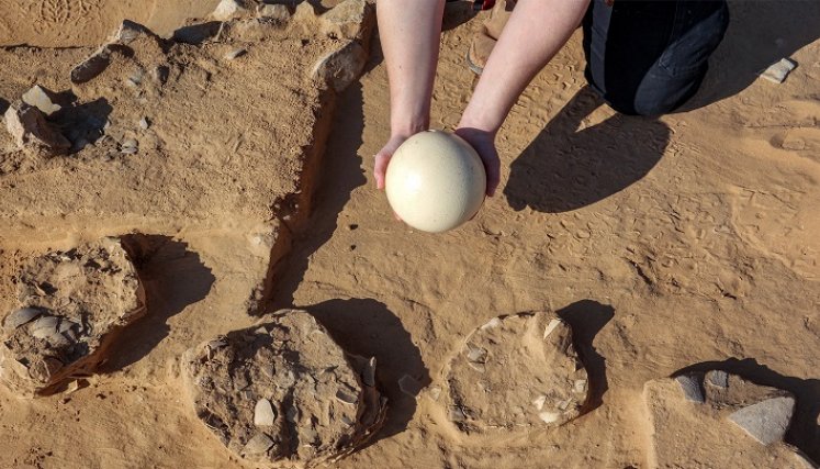 Huevos de avestruz. / Foto: AFP 