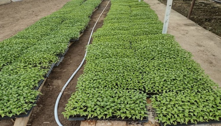 A través de alianzas productivas se promueven programas agropecuarios en zona rural de Ocaña.