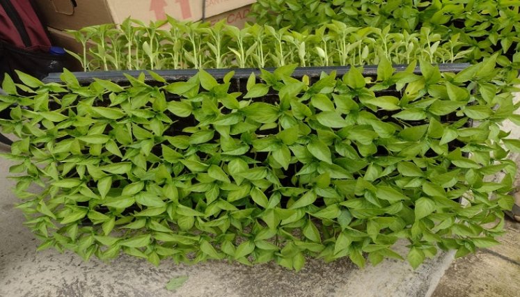 A través de alianzas productivas se promueven programas agropecuarios en zona rural de Ocaña.