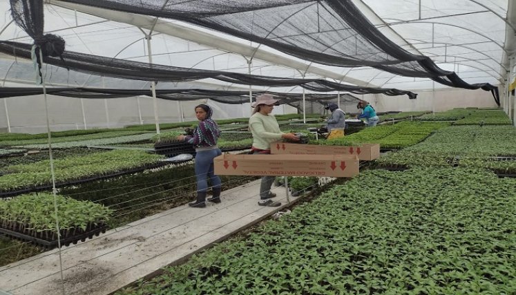 A través de alianzas productivas se promueven programas agropecuarios en zona rural de Ocaña.