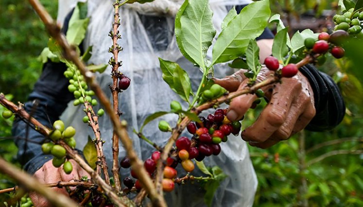 Temporada de lluvia mermó la producción cafetera en 2022. / Foto Archivo