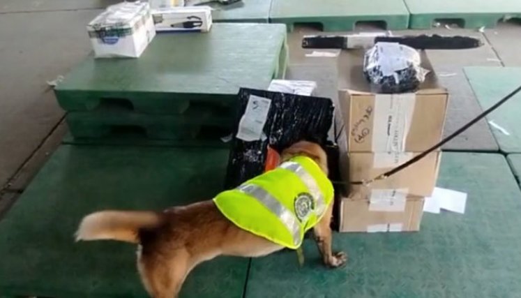 Más de 3.000 dosis de marihuana son detectadas por caninos de la Policía en Cúcuta/Foto: cortesía