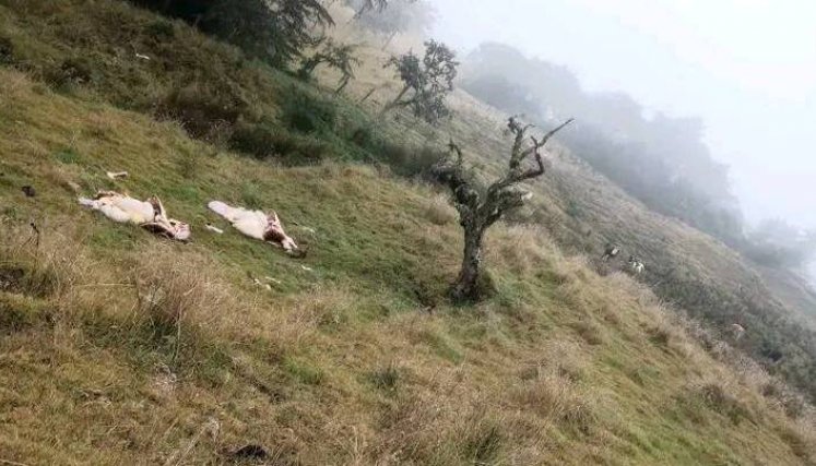 Reses en Chitagá