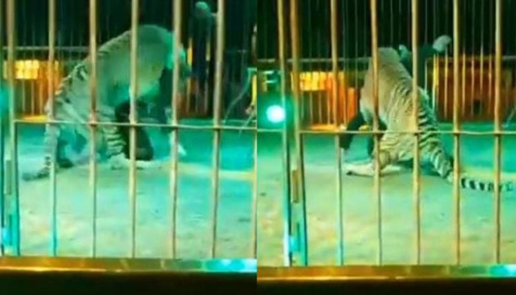 Tigre ataca a domador durante espectáculo de circo./Foto: cortesía