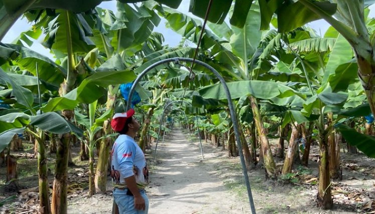 Venezuela aplica controles de la mano con Colombia para erradicar hongo del banano. Fotos cortesía / La Opinión 