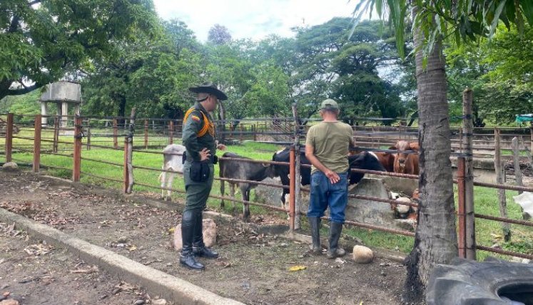 Tecnología facilita denuncias de ganaderos en Cúcuta