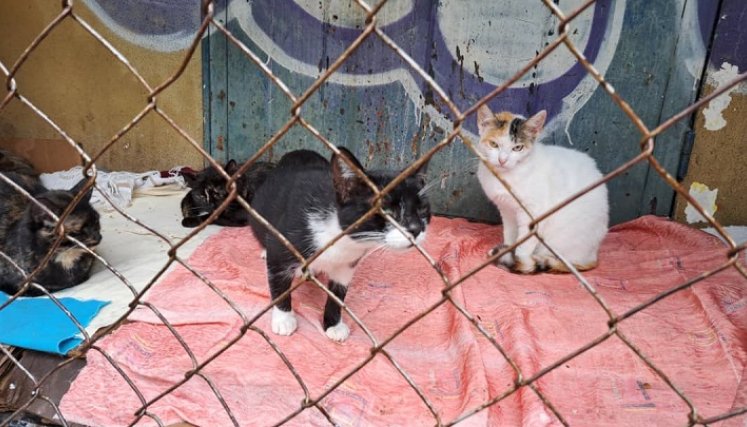 A la colonia de gatos de la Unidad Vecinal cada día llegan más animales abandonados. /Foto: Anggy Polanco