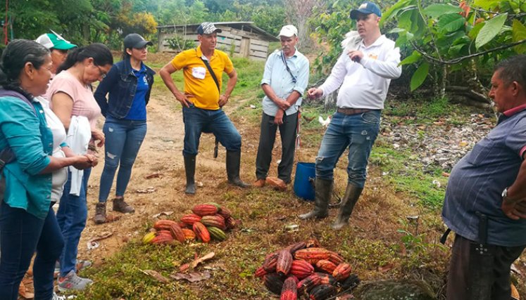 Cacao