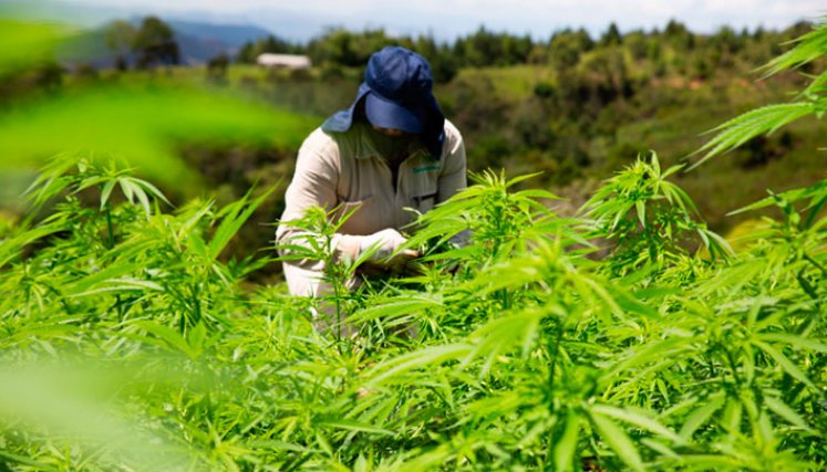  El año pasado, más del 90% de las exportaciones colombianas de cannabis tuvo como origen Bogotá, Cundinamarca y Antioquia. 