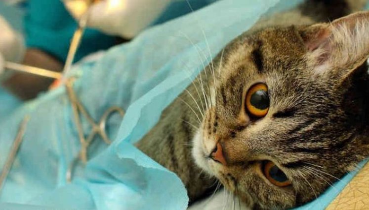 El año pasado se alcanzaron a atender cerca de 280 animales. / Foto: Cortesía / La Opinión 