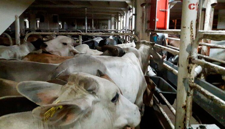 El reconocimiento se da luego de la solicitud enviada por el Instituto Colombiano Agropecuario. / Foto: Colprensa