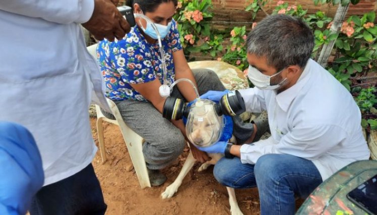 Leishmaniasis canina. 