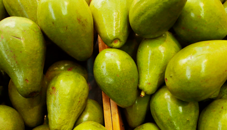 aguacate