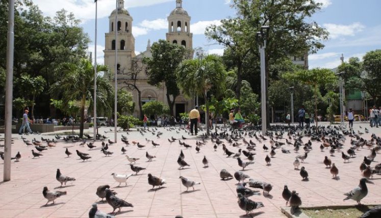 Las palomas hacen mayoría en el parque Santander/Foto La Opinión