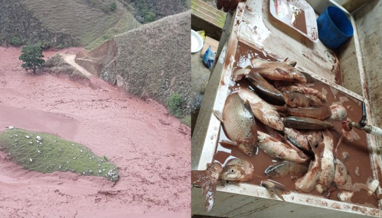 Emergencia por muerte de peces en el Río Tarra