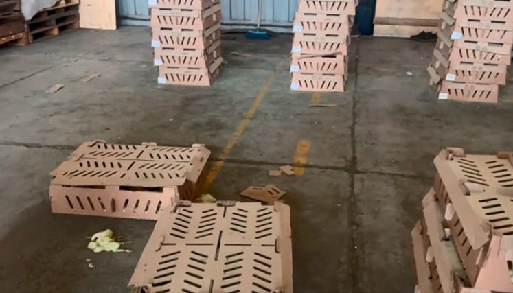 La aves estuvieron en un galpón de la Zona Franca de Cúcuta, en espera de que el ICA autorizara la exportación. Foto Cortesía