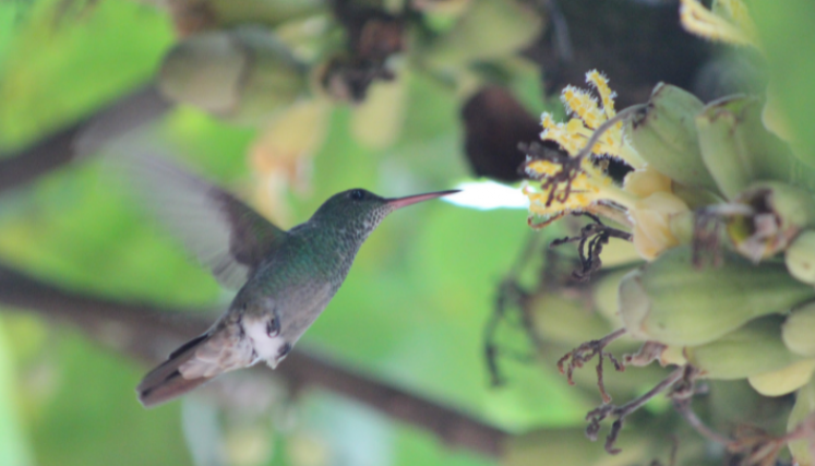 Aves Comagüeta