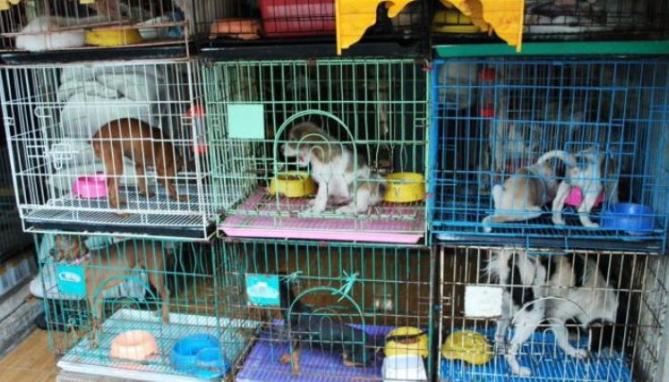 Los animales que se comercialicen deben estar ubicados en criaderos especiales./ Fotos: Cortesía 