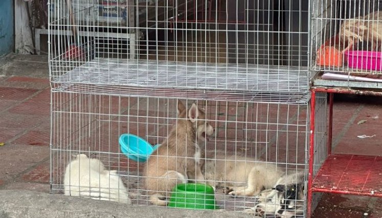 Está prohibida la venta de animales a menores de edad. 