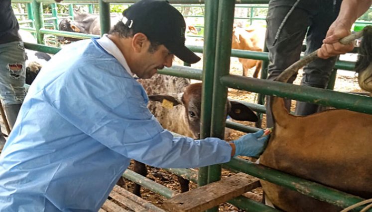Expertos del Instituto Colombiano Agropecuario visitan fincas de 29 municipios. / Foto: Cortesía