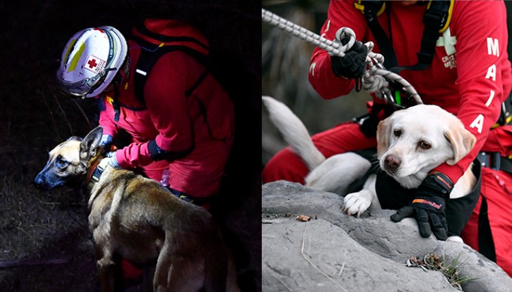 ¡Perros que salvan vidas! Así es el entrenamiento de caninos en México