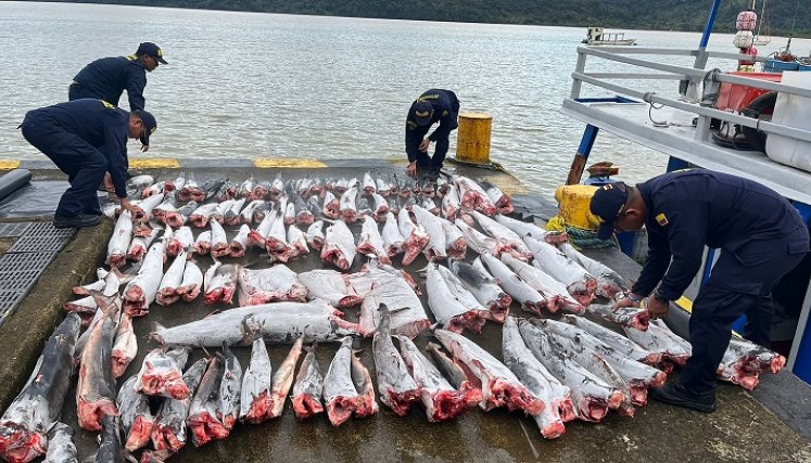 Pesca ilegal. / Foto: AFP