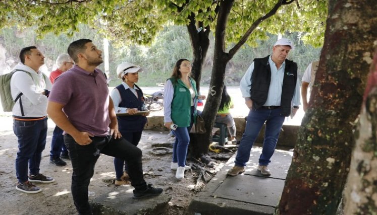 En Ocaña los árboles pasan a revisión fitosanitaria donde los expertos determinan si son talados. /Foto: Cortesía.