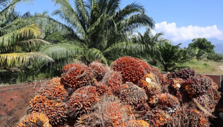 No hay garantías fitosanitarias para exportar palma aceitera a Venezuela 